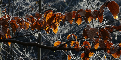 wartner-herbst